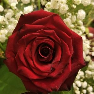 Meet your Posher, Rusty